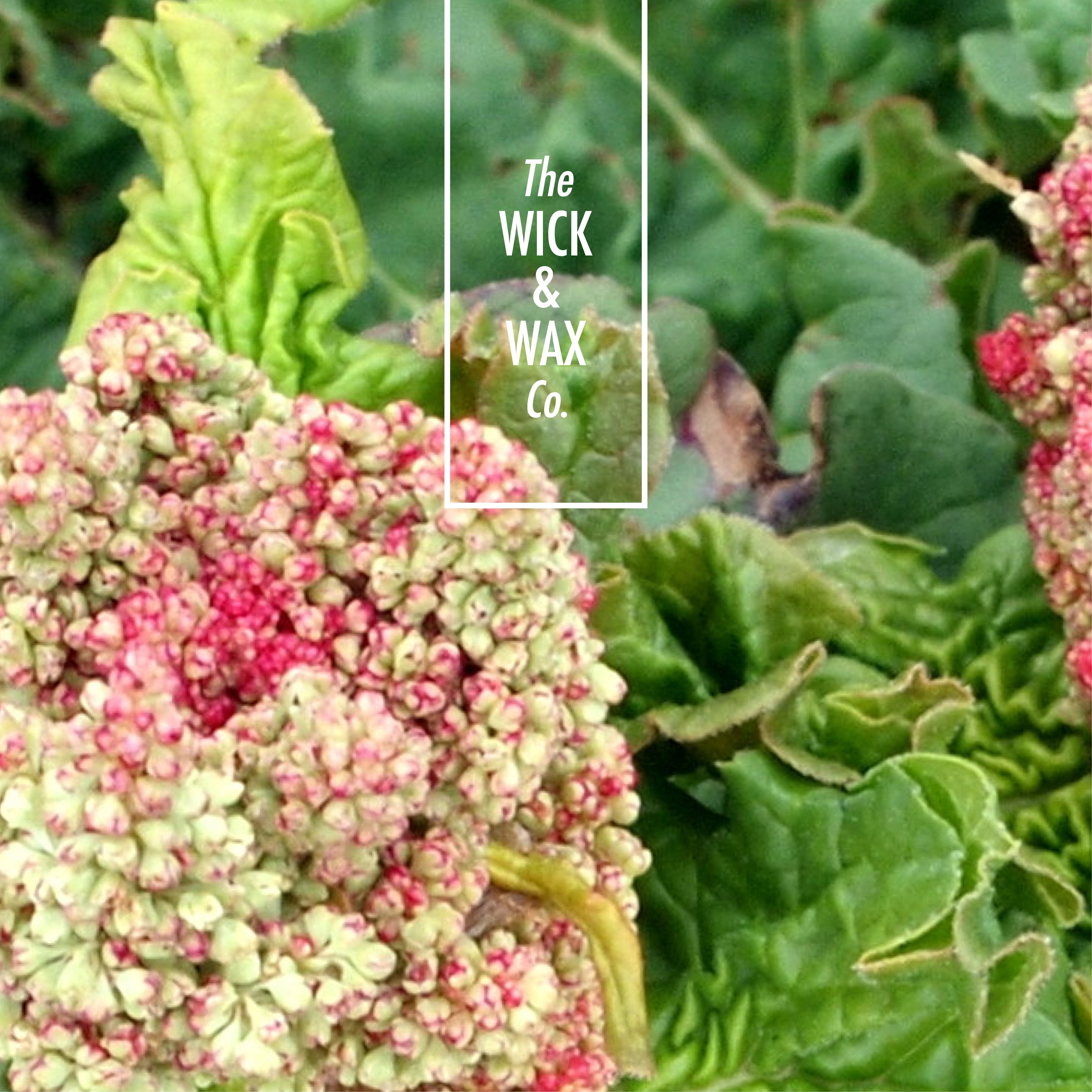 Cordial - Scented Reed Diffuser (Plant-based)