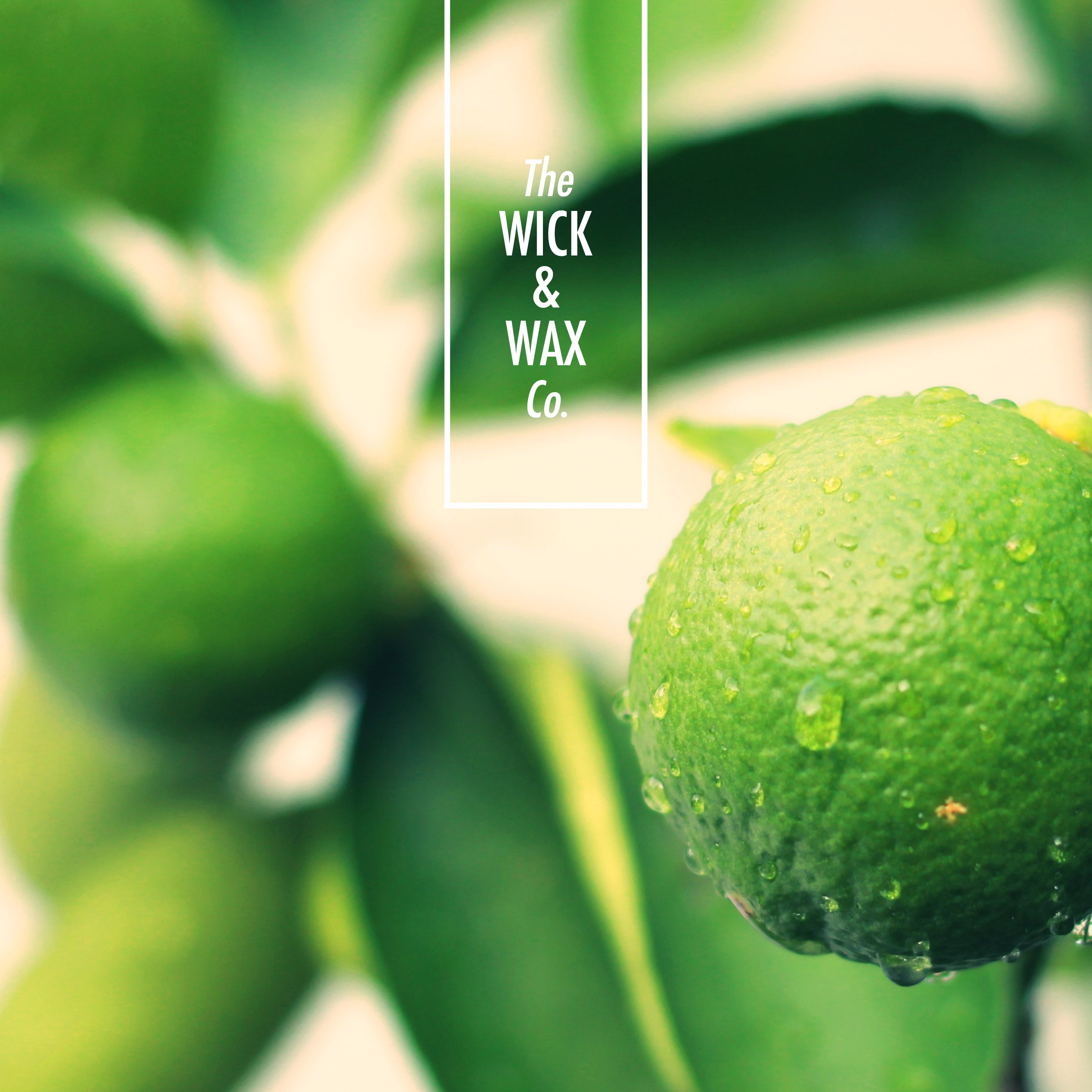 Botanical - Scented Hand & Body Wash