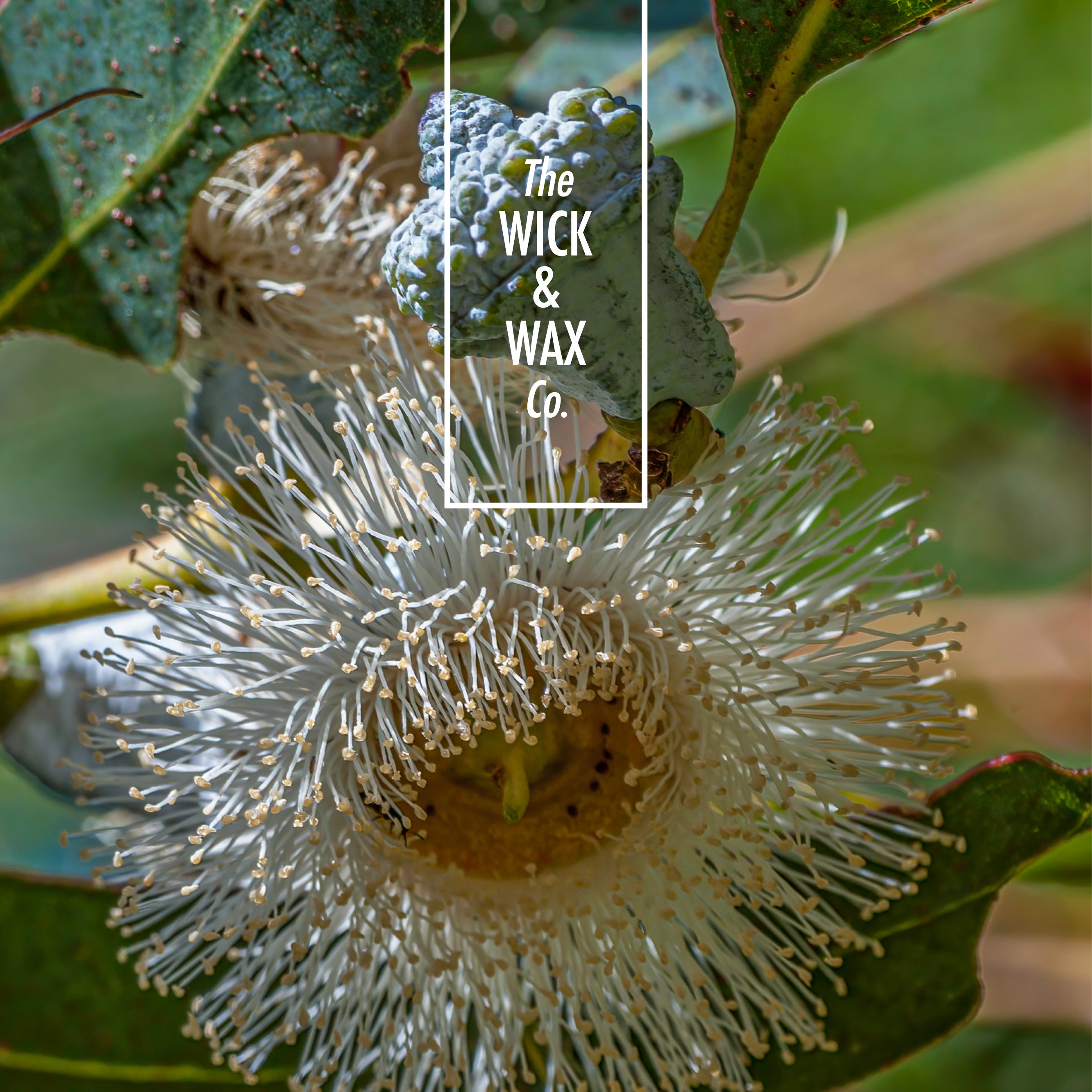 Élever - Scented Reed Diffuser (Plant-based)