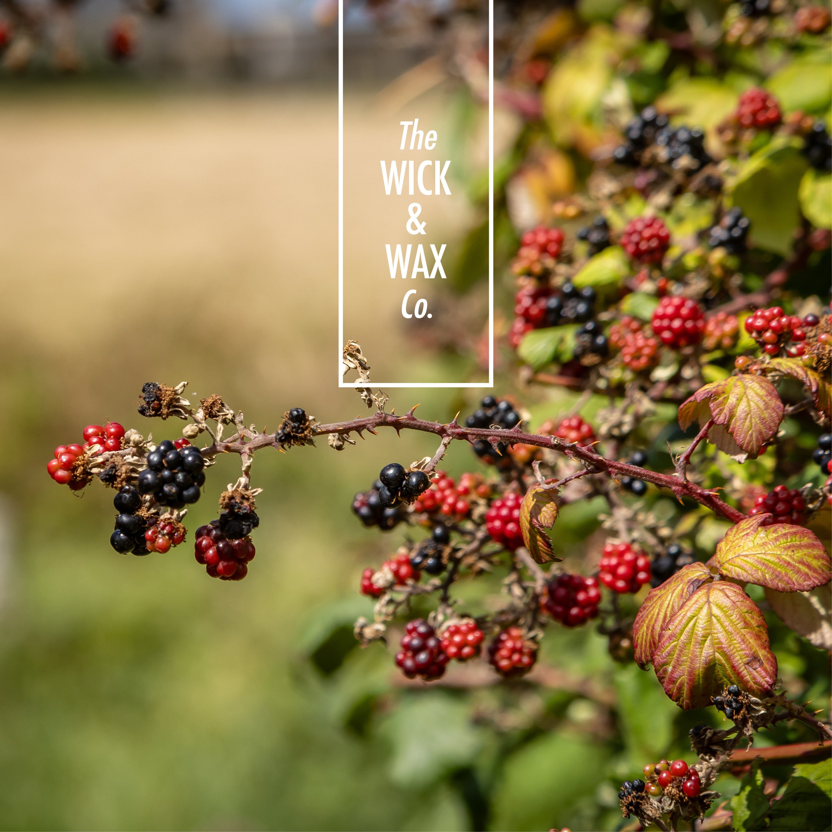 Wild Compote - Scented Reed Diffuser (Plant-based)